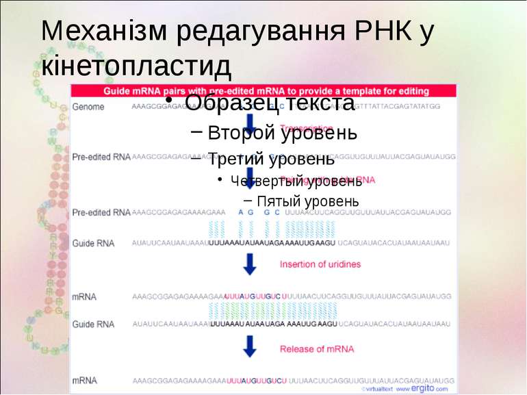 Механізм редагування РНК у кінетопластид