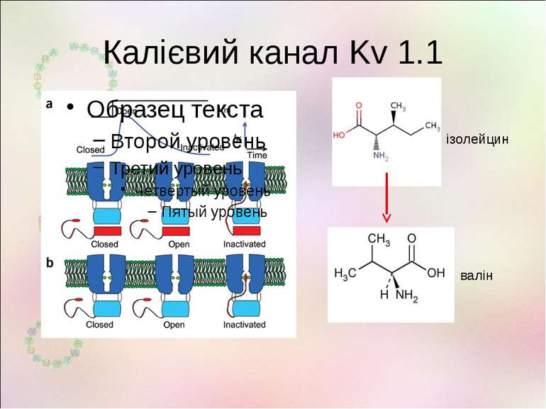 Калієвий канал Kv 1.1 ізолейцин валін