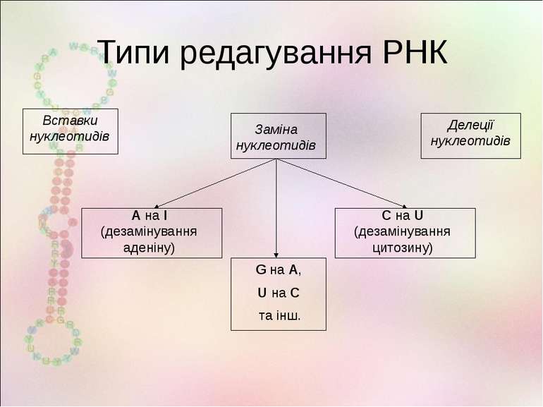 Типи редагування РНК А на І (дезамінування аденіну) С на U (дезамінування цит...