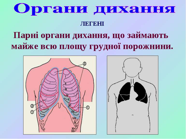 Парні органи дихання, що займають майже всю площу грудної порожнини. ЛЕГЕНІ
