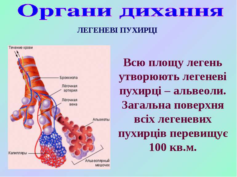 Всю площу легень утворюють легеневі пухирці – альвеоли. Загальна поверхня всі...
