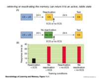retrieving or reactivating the memory can return it to an active, labile state