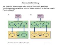 Reconsolidation theory the synapses underlying the trace become unbound or we...