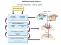 Multiple memory systems Hierarchy of Episodic memory system