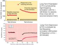 Long-Term Potentiation (LTP) is produced by high-frequency stimulation (100 H...