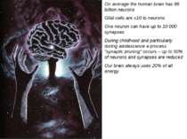 On average the human brain has 86 billion neurons Glial cells are x10 to neur...
