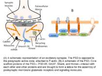 (A) A schematic representation of an excitatory synapse. The PSD is opposed t...