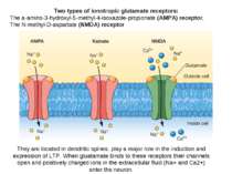 Two types of ionotropic glutamate receptors: The a-amino-3-hydroxyl-5-methyl-...