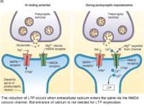 The induction of LTP occurs when extracellular calcium enters the spine via t...