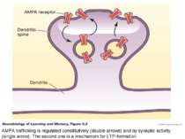 AMPA trafficking is regulated constitutively (double arrows) and by synaptic ...