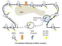 Constitutive trafficking of AMPA receptors