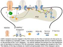 AMPA receptors become trapped in the PSD when (1) the influx of calcium into ...