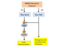 Calcium entering the synapse through NMDA receptors activates two signaling c...
