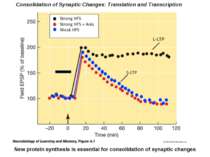 Consolidation of Synaptic Changes: Translation and Transcription New protein ...