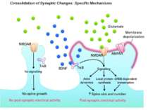 Consolidation of Synaptic Changes: Specific Mechanisms The dendritic spine re...