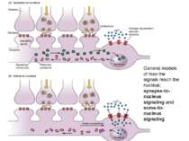 General models of how the signals reach the nucleus: synapse-to-nucleus signa...
