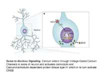 Soma-to-Nucleus Signaling. Calcium enters through Voltage-Gated Calcium Chann...