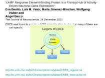“cAMP Response Element-Binding Protein Is a Primary Hub of Activity-Driven Ne...