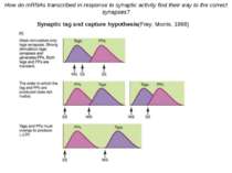 Synaptic tag and capture hypothesis(Frey, Morris, 1998) 1. Synaptic activity ...