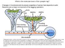 What is the molecular basis of the synaptic tag? Changes in functional and st...