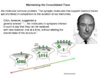 Maintaining the Consolidated Trace the molecular turnover problem. The synapt...