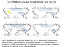 (A) An unpotentiated synapse is depolarized. (B) As the synapse is potentiate...