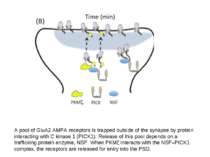 A pool of GluA2 AMPA receptors is trapped outside of the synapse by protein i...