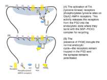 (A) The activation of Trk (tyrosine kinase) receptors phosphorylates tyrosine...