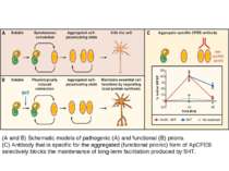(A and B) Schematic models of pathogenic (A) and functional (B) prions. (C) A...