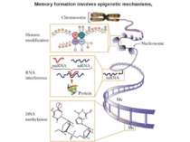 Memory formation involves epigenetic mechanisms,