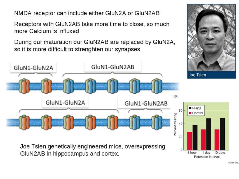 NMDA receptor can include either GluN2A or GluN2AB Receptors with GluN2AB tak...
