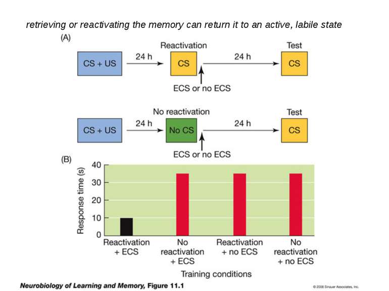 retrieving or reactivating the memory can return it to an active, labile state