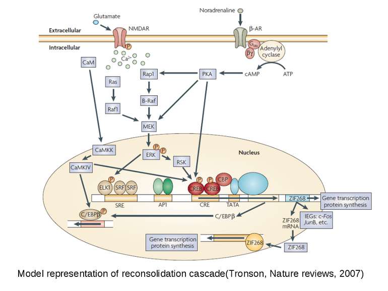 Model representation of reconsolidation cascade(Tronson, Nature reviews, 2007)