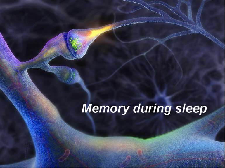 Memory during sleep