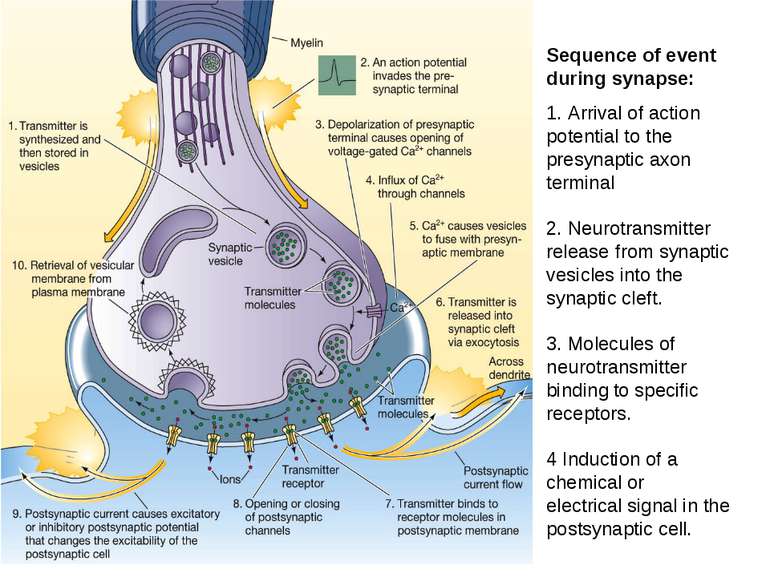 Sequence of event during synapse: 1. Arrival of action potential to the presy...