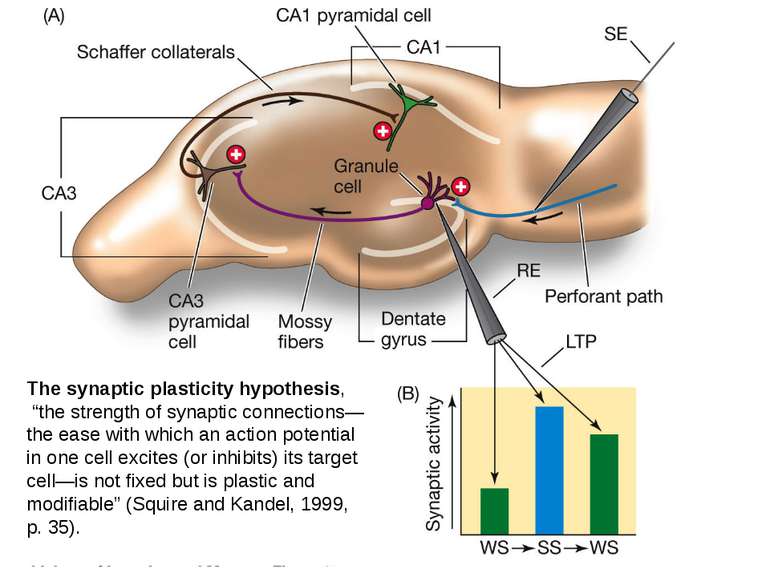 The synaptic plasticity hypothesis, “the strength of synaptic connections—the...