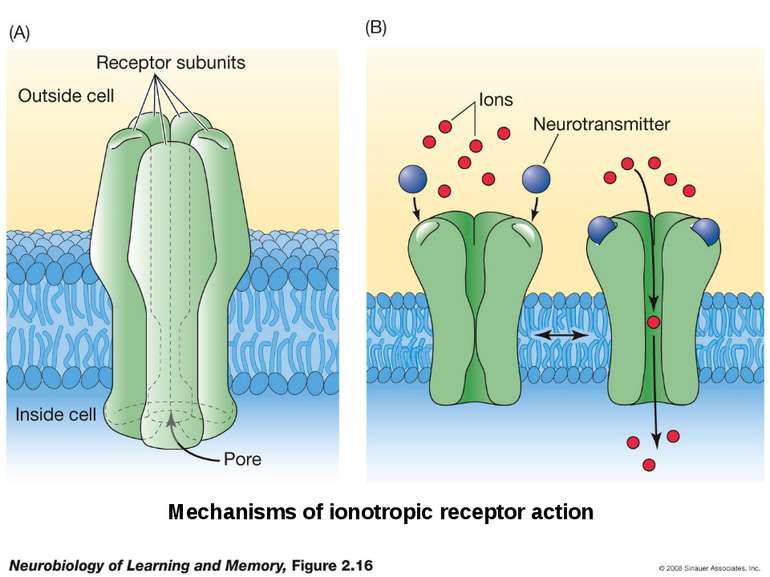 Mechanisms of ionotropic receptor action