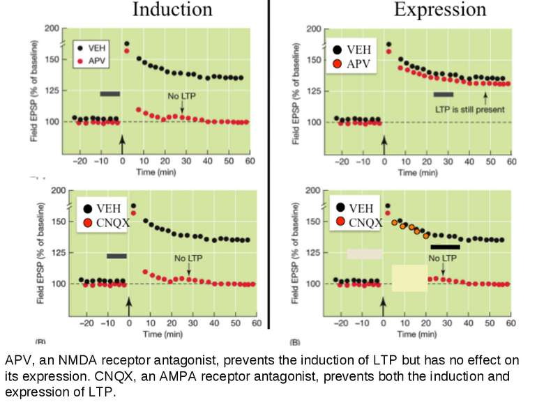 APV, an NMDA receptor antagonist, prevents the induction of LTP but has no ef...