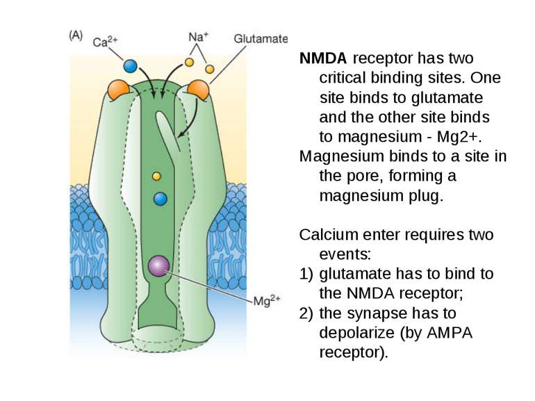 NMDA receptor has two critical binding sites. One site binds to glutamate and...