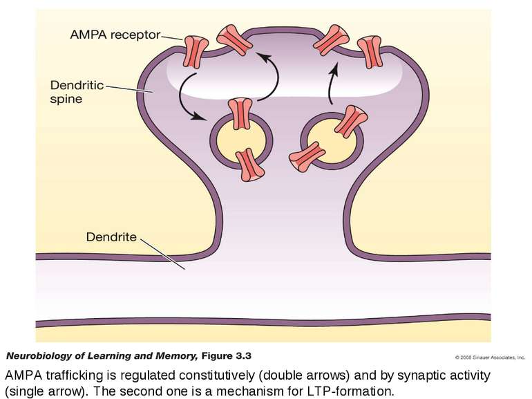 AMPA trafficking is regulated constitutively (double arrows) and by synaptic ...