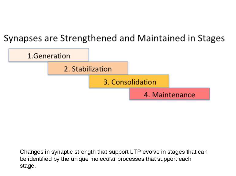 Changes in synaptic strength that support LTP evolve in stages that can be id...