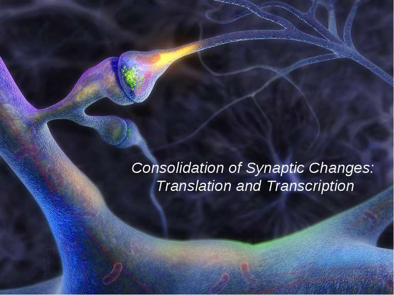 Consolidation of Synaptic Changes: Translation and Transcription