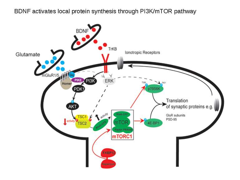 BDNF activates local protein synthesis through PI3K/mTOR pathway