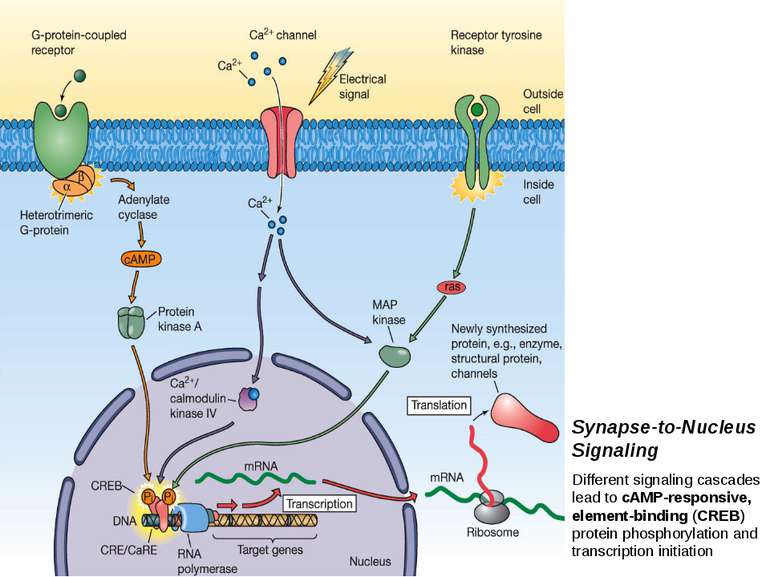 Synapse-to-Nucleus Signaling Different signaling cascades lead to cAMP-respon...
