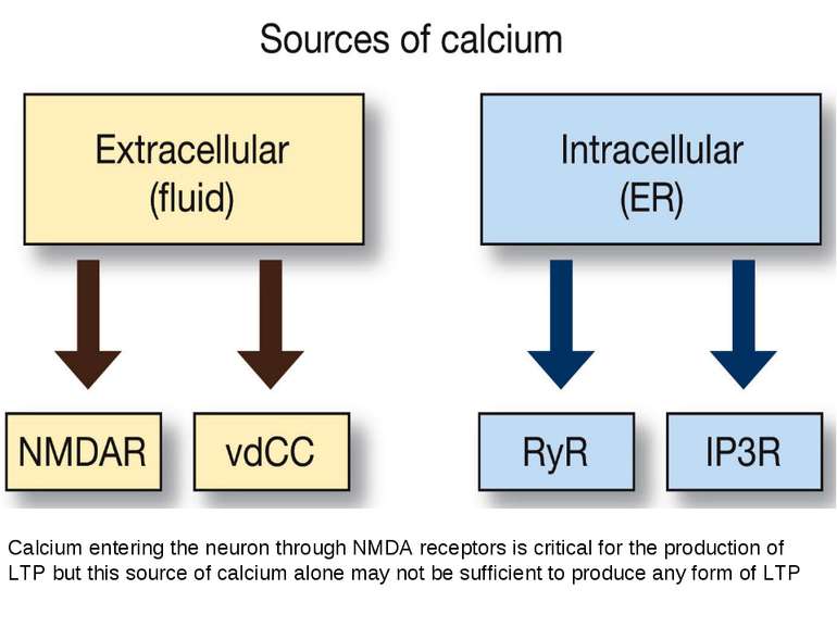 Calcium entering the neuron through NMDA receptors is critical for the produc...