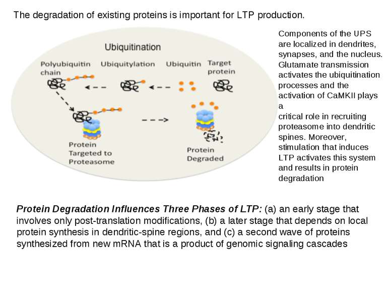 The degradation of existing proteins is important for LTP production. Compone...