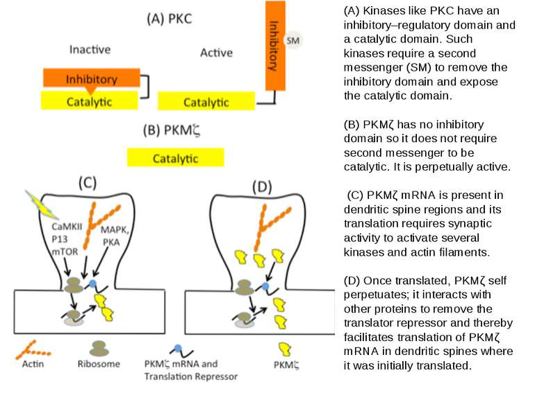 (A) Kinases like PKC have an inhibitory–regulatory domain and a catalytic dom...