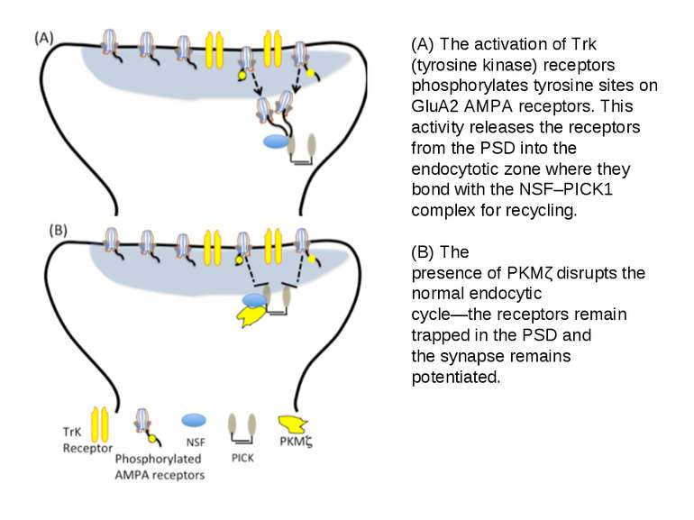 (A) The activation of Trk (tyrosine kinase) receptors phosphorylates tyrosine...