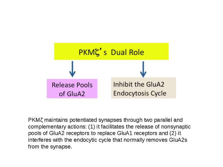 PKMζ maintains potentiated synapses through two parallel and complementary ac...