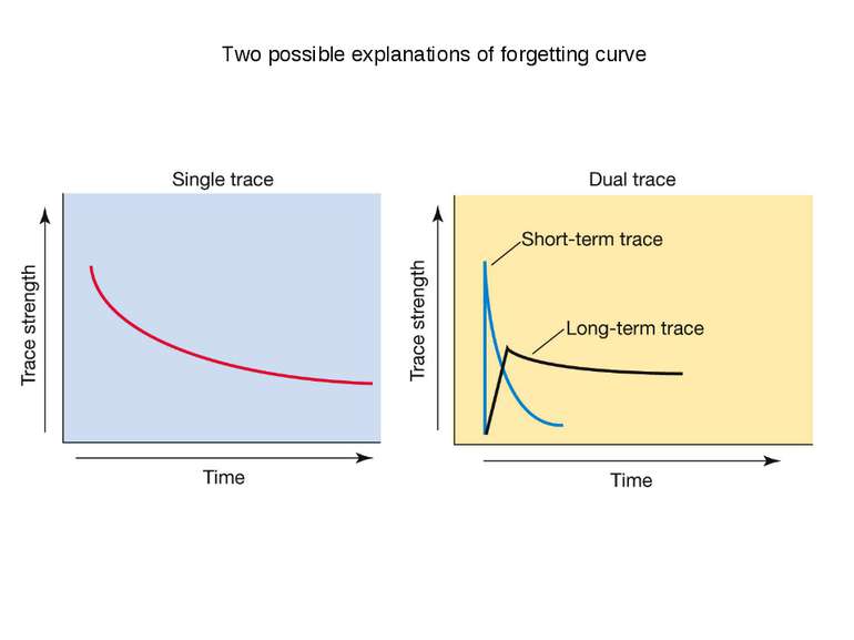 Two possible explanations of forgetting curve